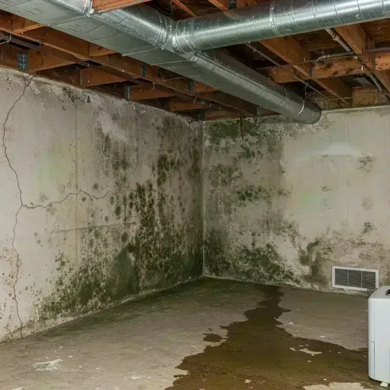 Professional Mold Removal in Benton, IL